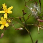 Lactuca muralis Mbuma