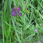 Lathyrus bauhini Fleur