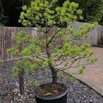 Pinus cembraHabitat