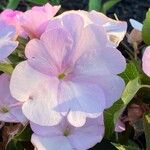 Impatiens sodeniiКвітка