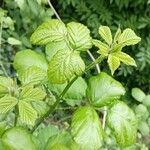 Rubus ferus Folha