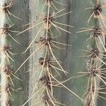Leucostele terscheckii Drugo