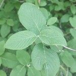 Viburnum lantanaFeuille