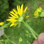 Rudbeckia laciniata Цвят