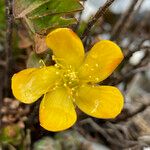 Hypericum mexicanum Flower