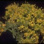 Lomatium dasycarpum Цвят