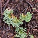 Lycopodium alpinum Leaf