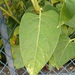 Mirabilis jalapa Ліст