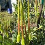 Erodium brachycarpum Плод