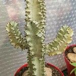 Euphorbia ammak Folla