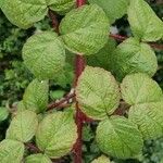 Rubus phoenicolasius Feuille