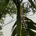 Areca catechu Fuelha