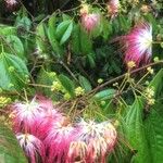 Calliandra trinervia Cvet