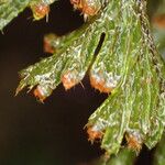 Hymenophyllum capillare Liść