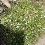 Gypsophila repensLorea