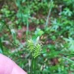 Carex pallescens 果實