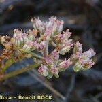 Caropsis verticillatoinundata Floare