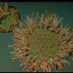 Monardella odoratissima Kvet