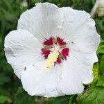 Hibiscus syriacusFlor