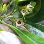 Thiollierea dagostinii Fruto