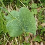 Ranunculus thora Blad