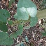 Croton urucurana Blad