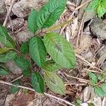 Persicaria chinensis Folla