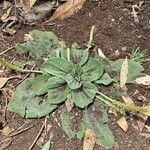 Plantago majorपत्ता