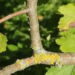Crataegus maximowiczii Corteza