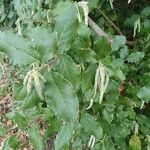 Garrya elliptica Çiçek
