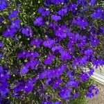 Lobelia erinusFlower