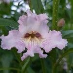 × Chitalpa tashkentensis Flor