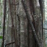 Chaetocarpus schomburgkianus Corteza