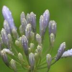 Agapanthus campanulatus Fiore