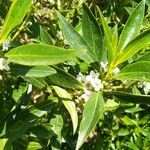 Myoporum tenuifolium ᱥᱟᱠᱟᱢ