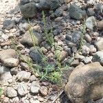 Crucianella latifolia Habit