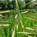 Bromus inermis Flower