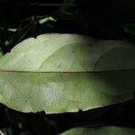 Angylocalyx pynaertii Leaf