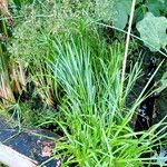 Cyperus alternifolius Облик