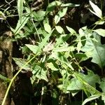 Campanula divaricata Leaf