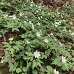 Anemone nemorosa Flor