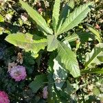 Cirsium altissimum ഇല