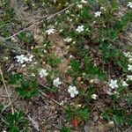 Moehringia lateriflora Blomst