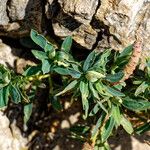 Euphorbia characiasΣυνήθη χαρακτηριστικά