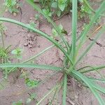 Allium longisepalum Blad