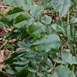 Berberis aquifolium Habit