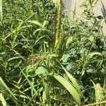 Amaranthus powellii Habit