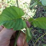 Merremia umbellata Levél