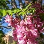 Robinia hispida പുഷ്പം