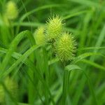 Carex squarrosa Fruto